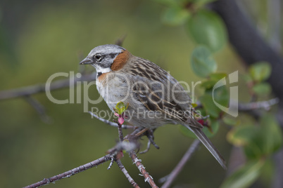 Rufous-collared Sparrow on a Branch