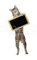 Funny cat holding a blank small blackboard
