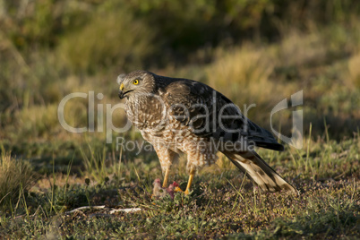 Female Cinereous Harrier with a Prey