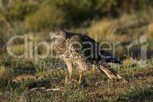 Female Cinereous Harrier with a Prey