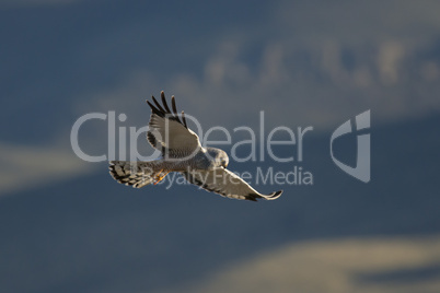 Cinereous Harrier flying