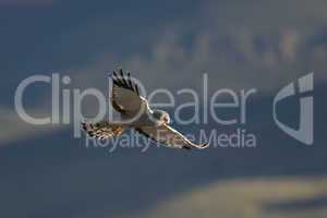 Cinereous Harrier flying