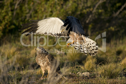 Male Cinereous Harrier attacking a Female