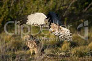 Male Cinereous Harrier attacking a Female