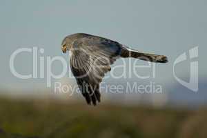 Cinereous Harrier flying