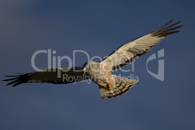 Cinereous Harrier flying