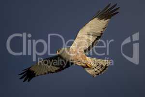 Cinereous Harrier flying