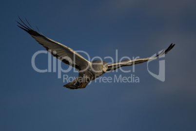 Cinereous Harrier flying