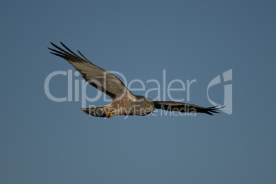 Cinereous Harrier flying