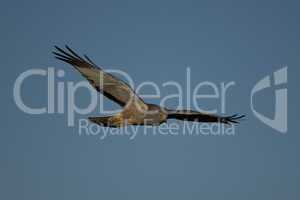 Cinereous Harrier flying