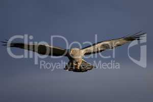 Cinereous Harrier flying