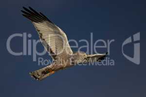 Cinereous Harrier flying