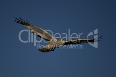 Cinereous Harrier flying