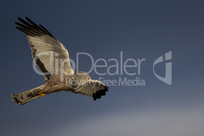 Cinereous Harrier flying