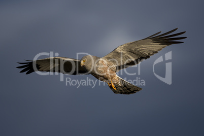 Cinereous Harrier flying