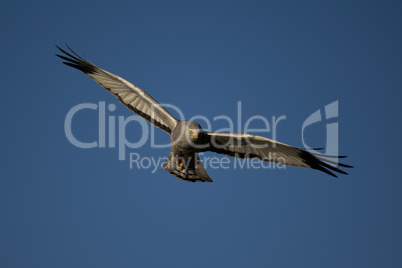 Cinereous Harrier flying