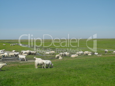 Schafe in Norddeutschland