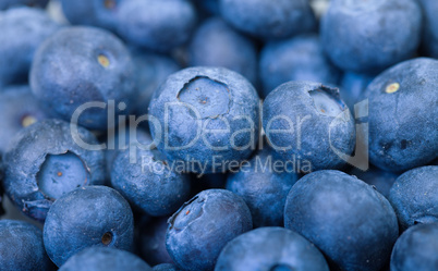Fresh Blueberries