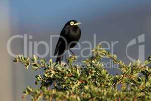 Male Spectacled Tyrant
