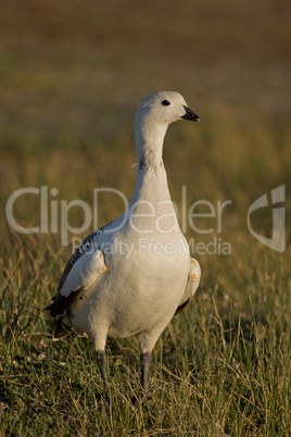 Male Upland Goose