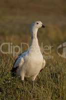 Male Upland Goose