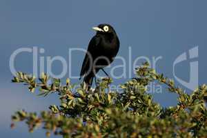 Male Spectacled Tyrant