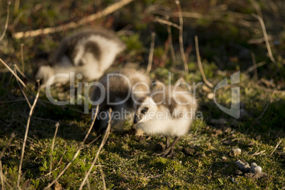 Chick of Upland Goose