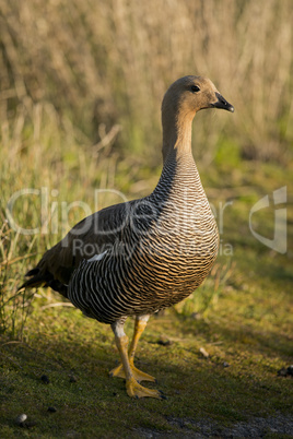 Female Upland Goose