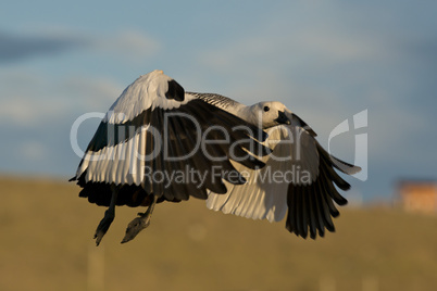 Flying Male Upland Goose