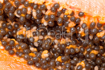 Seed Fresh Papaya