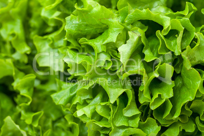 Fresh Salad Lettuce