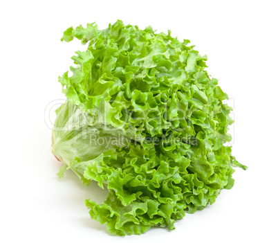 Fresh Salad Lettuce