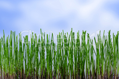 Grass with raindrops