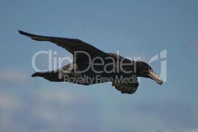 Southern Giant Petrel flying