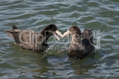 Two Southern Giant Petrel flying