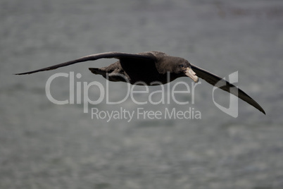 Southern Giant Petrel flying