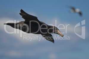 Southern Giant Petrel flying