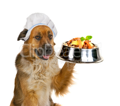 Dog serving up a gourmet meal