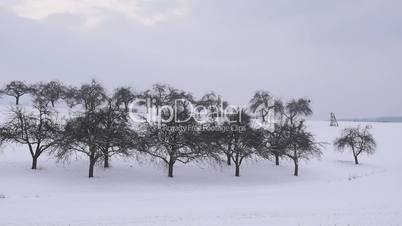Apfel-Streuobstwiese im Winter