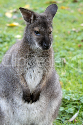 Bennettkänguru