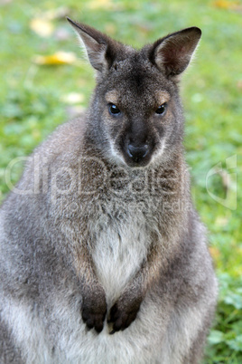 Bennettkänguru