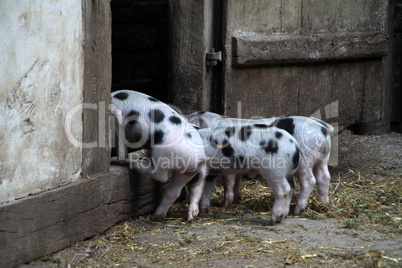 Bentheimer Landschweine