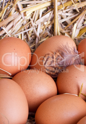 eggs