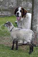 Bernhardiner mit Schaf