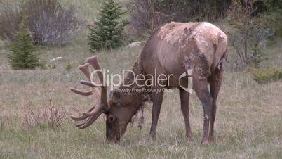 Wapiti Hirsch