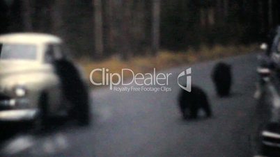 Bear Cubs Being Fed From Cars 1958-Vintage 8mm film