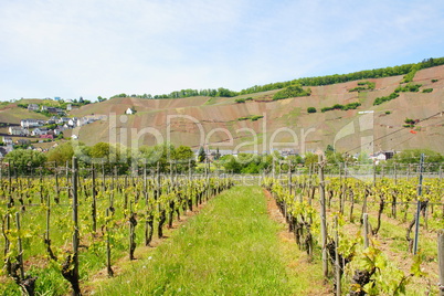 Weinlage Ürziger Würzgarten an der Mosel