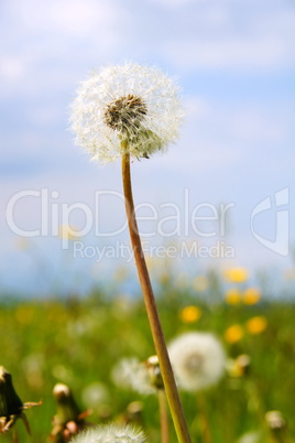 Pusteblume