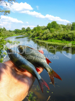 ruddes in a hand on the background of river