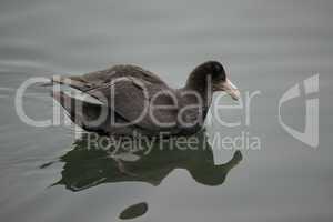 Southern Giant Petrel